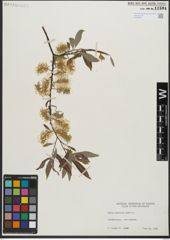 Foto von Salix gracilis Andersson